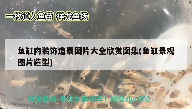 魚缸內(nèi)裝飾造景圖片大全欣賞圖集(魚缸景觀圖片造型)