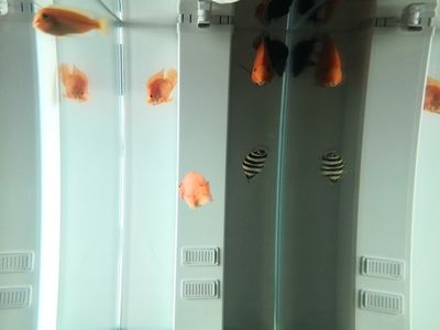 虎魚突眼最有效的治療：如何治療虎魚突眼