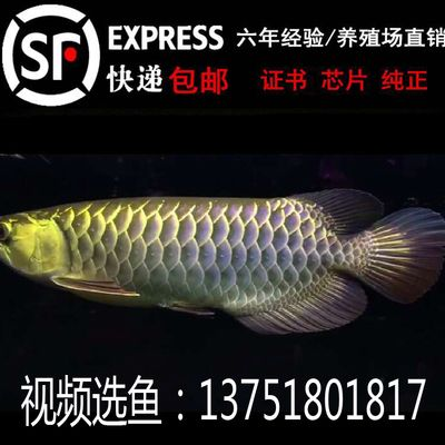 印尼辣椒紅龍魚價(jià)格：印尼辣椒紅龍魚價(jià)格波動(dòng),