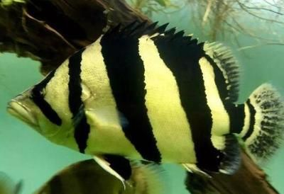 虎魚大小眼是咋回事：關于虎魚大小眼的問題