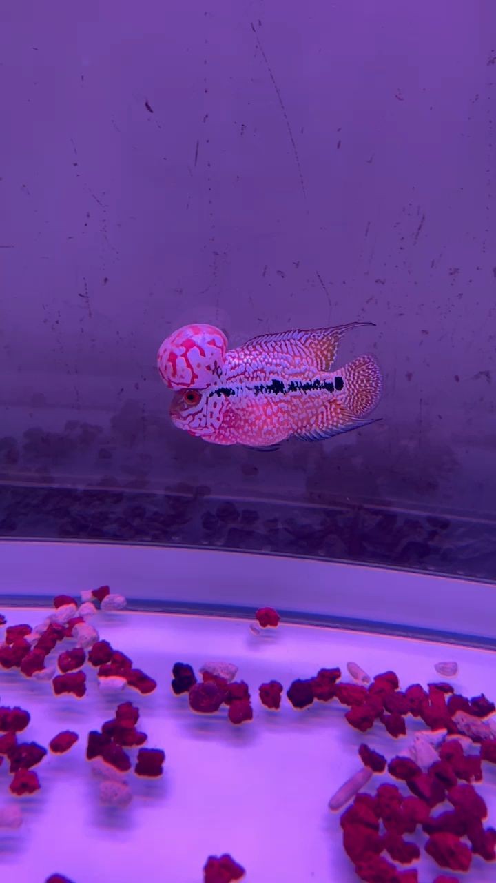 城陽區(qū)翔龍翔水族店