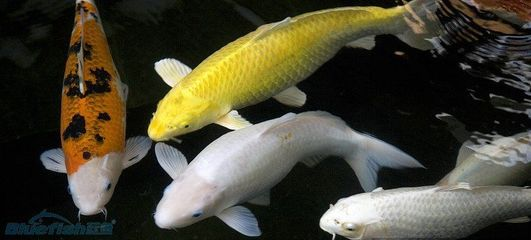 壽光市稻田李冰水族館（壽光市稻田李冰水族館電話）