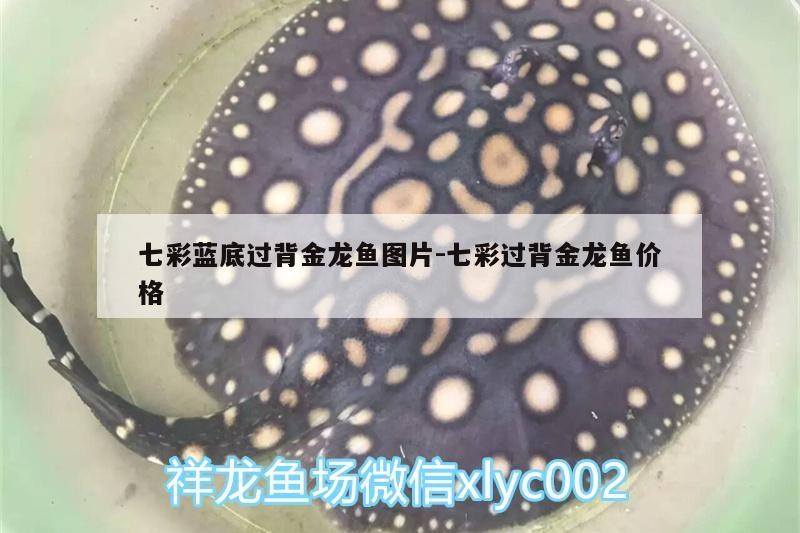 七彩藍底過背金龍魚圖片:七彩過背金龍魚價格