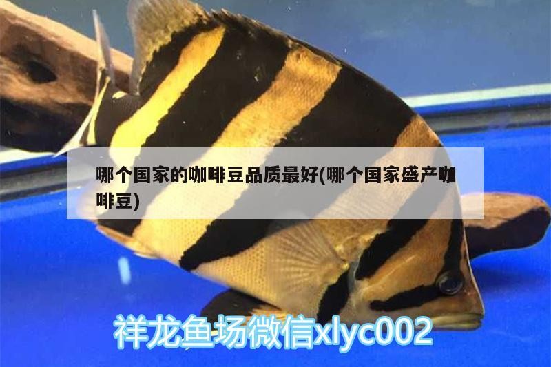 哪個國家的咖啡豆品質最好(哪個國家盛產咖啡豆)