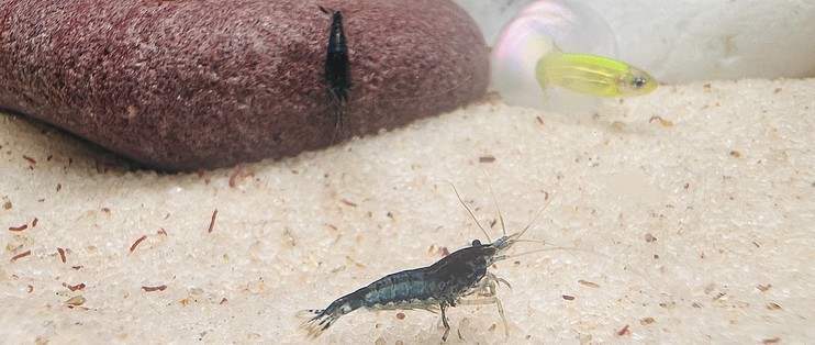 魚缸處理方法視頻（魚缸處理方法視頻教程）