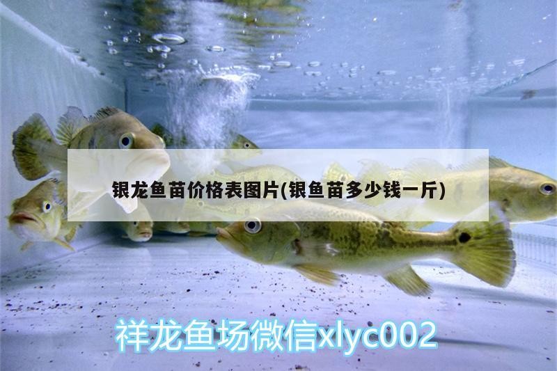 銀龍魚苗價格表圖片(銀魚苗多少錢一斤)