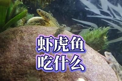 虎魚(yú)吃小魚(yú)嗎會(huì)死嗎：虎魚(yú)吃小魚(yú)會(huì)導(dǎo)致死亡嗎