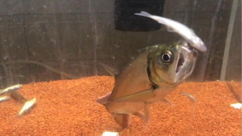 虎魚(yú)吃小魚(yú)嗎會(huì)死嗎：虎魚(yú)吃小魚(yú)會(huì)導(dǎo)致死亡嗎