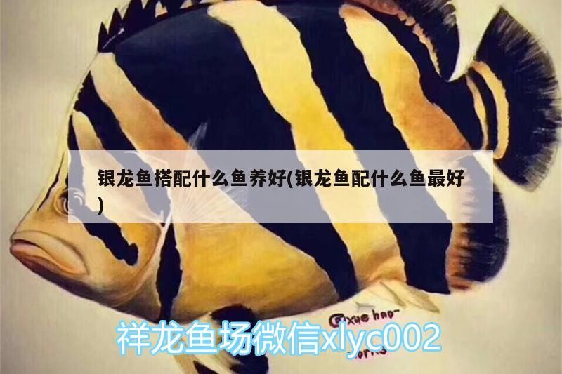 銀龍魚搭配什么魚養(yǎng)好(銀龍魚配什么魚最好)