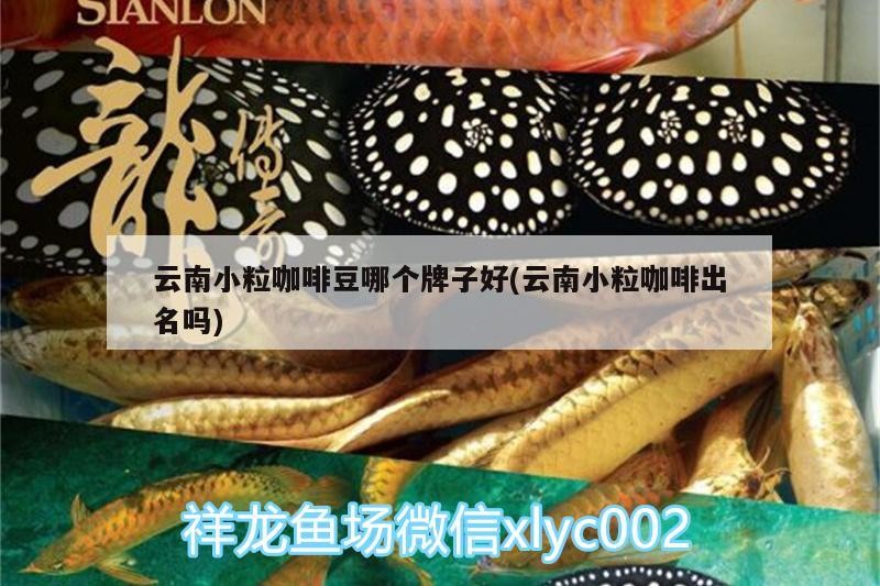 云南小粒咖啡豆哪個牌子好(云南小粒咖啡出名嗎)