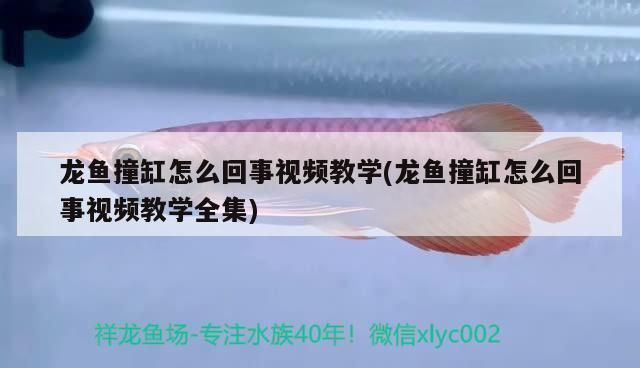 龍魚撞缸是什么原因造成的vs祥龍魚場：龍魚撞缸的主要原因及其相應(yīng)的解決方案