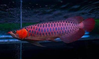 紅龍魚初期發色怎樣看出來：紅龍魚發色階段的發色階段對于紅龍魚的發色階段的好壞