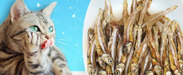 創(chuàng)寧水族用品有限公司加盟：創(chuàng)寧水族用品有限公司成立于2021年05月21日