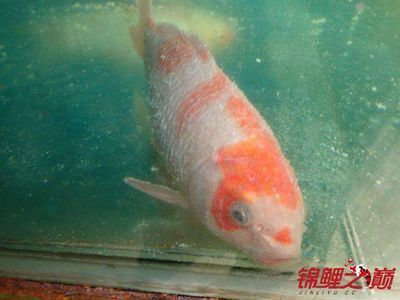龍魚不好看那么多人養怎么辦呢