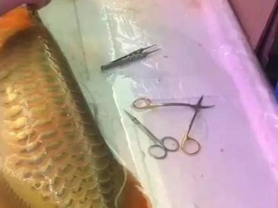 龍魚有傷多久能恢復正常生活狀態vs祥龍魚場：如何判斷龍魚受傷嚴重程度