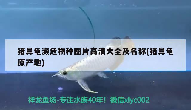 豬鼻龜瀕危物種圖片高清大全及名稱(豬鼻龜原產(chǎn)地)