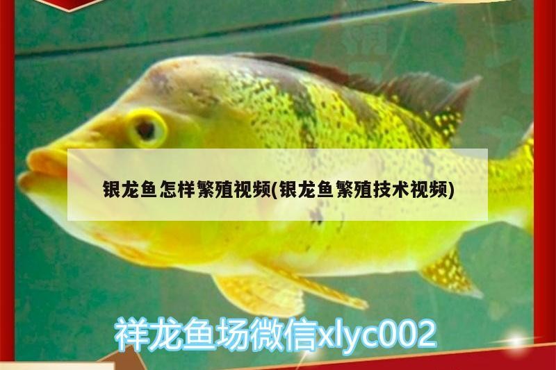 銀龍魚(yú)怎樣繁殖視頻(銀龍魚(yú)繁殖技術(shù)視頻)