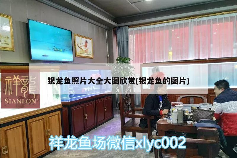 銀龍魚照片大全大圖欣賞(銀龍魚的圖片)