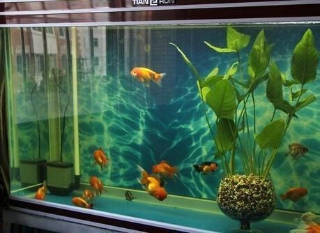 超市魚缸養魚為什么老是會死掉呢：超市魚缸養魚總是喂食過度喂食過度喂食會導致魚死亡