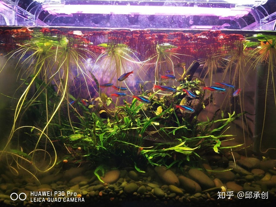 除魚(yú)缸綠藻的魚(yú)有哪些：哪些魚(yú)適合養(yǎng)在草缸中？