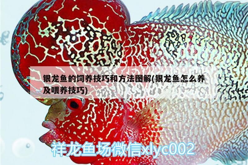 銀龍魚的飼養技巧和方法圖解(銀龍魚怎么養及喂養技巧)