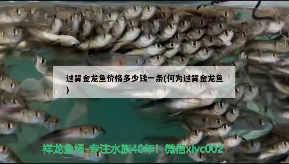 飼料 過背金龍魚價格多少錢一條(何為過背金龍魚) 金龍魚百科 過背金龍魚價格多少錢一條(何為過背金龍魚) 過背金龍魚價格多少錢一條(何為過背金龍魚) 金龍魚百科