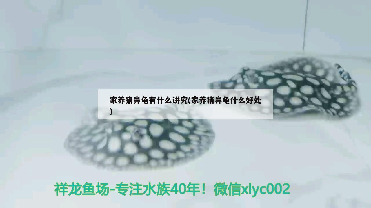 家養豬鼻龜有什么講究(家養豬鼻龜什么好處)