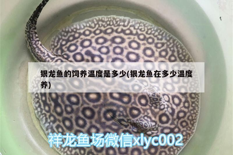 銀龍魚的飼養溫度是多少(銀龍魚在多少溫度養)