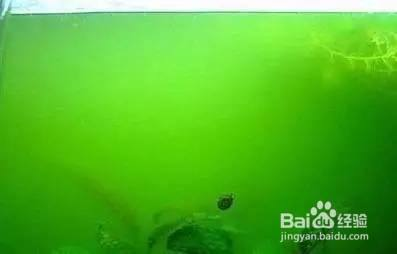 玻璃金魚缸制作（玻璃金魚缸制作方法）