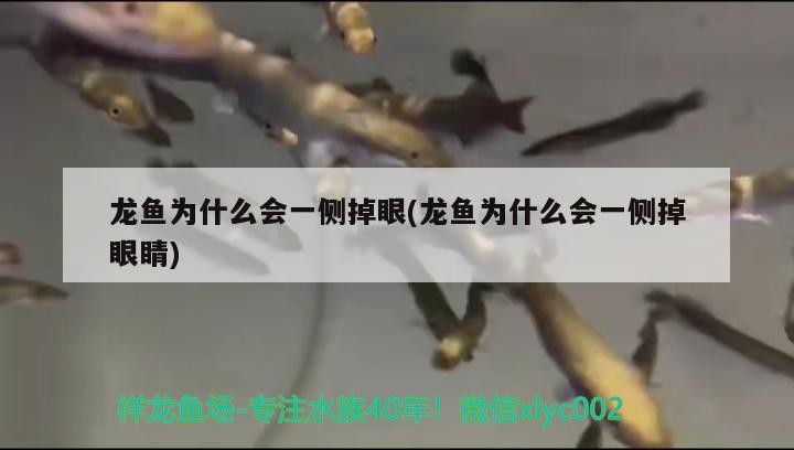 龍魚為什么會一側掉眼(龍魚為什么會一側掉眼睛)