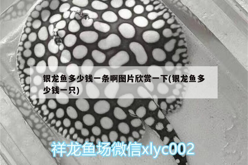 銀龍魚多少錢一條啊圖片欣賞一下(銀龍魚多少錢一只)