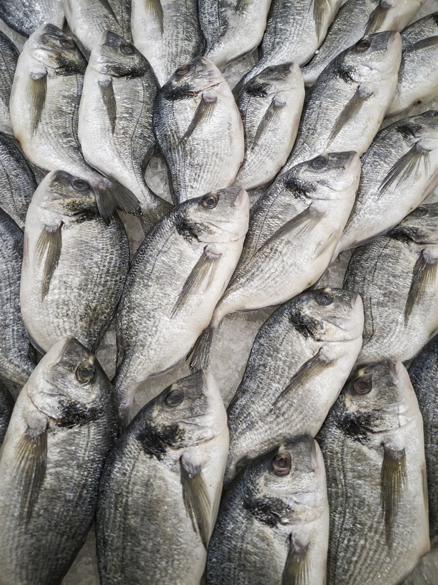 養(yǎng)過背金龍魚有什么好處和壞處（金曼龍魚的寓意是什么）
