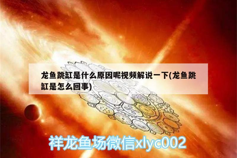 龍魚跳缸是什么原因呢視頻解說一下(龍魚跳缸是怎么回事)