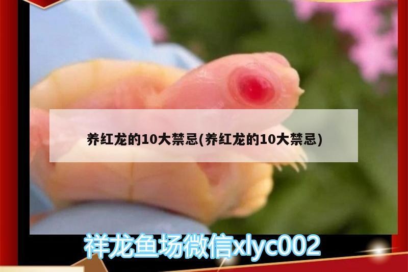 養紅龍的10大禁忌(養紅龍的10大禁忌)
