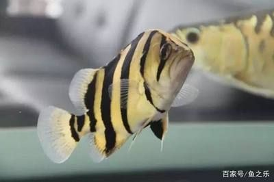 虎魚食量：泰國虎魚的食量如何？
