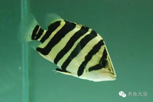 虎魚食量：泰國虎魚的食量如何？