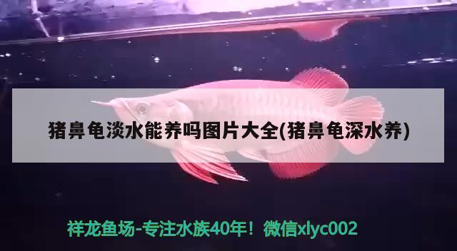 豬鼻龜淡水能養嗎圖片大全(豬鼻龜深水養)