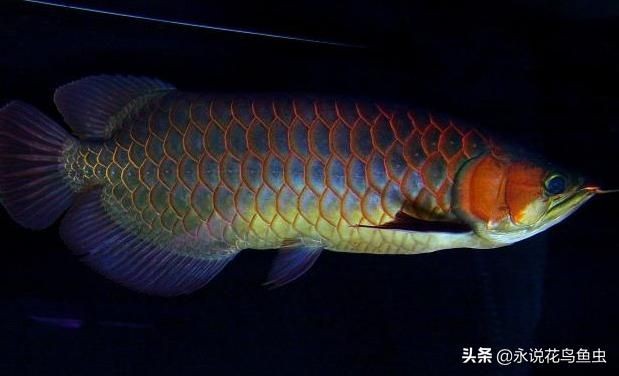 紅龍魚藍底藍背景可以不配色嗎：紅龍魚在藍底藍背景下是否需要配色？