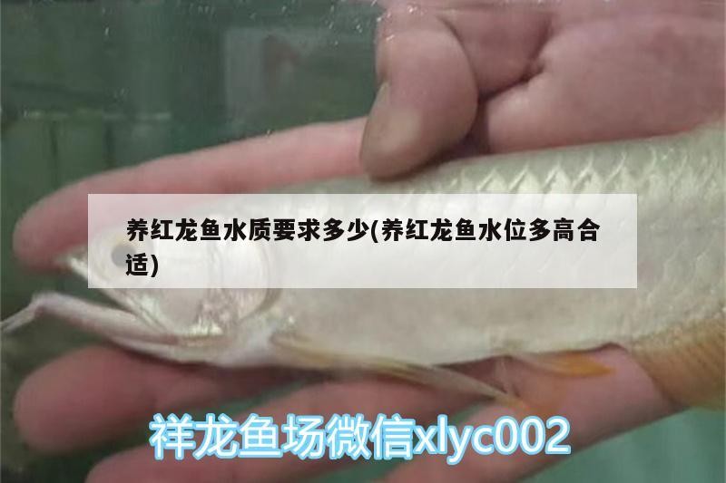 養(yǎng)紅龍魚水質要求多少(養(yǎng)紅龍魚水位多高合適)