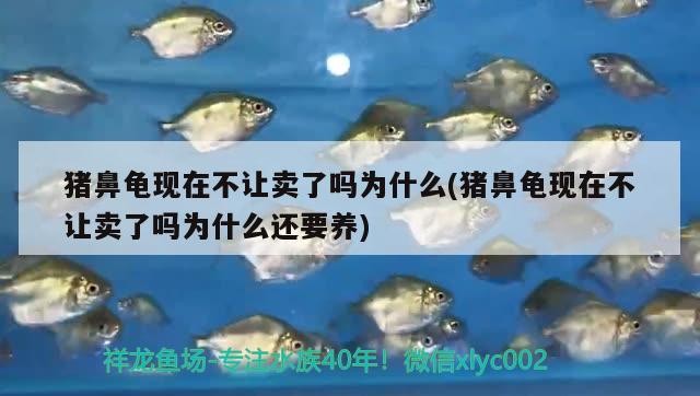 豬鼻龜現在不讓賣了嗎為什么(豬鼻龜現在不讓賣了嗎為什么還要養)