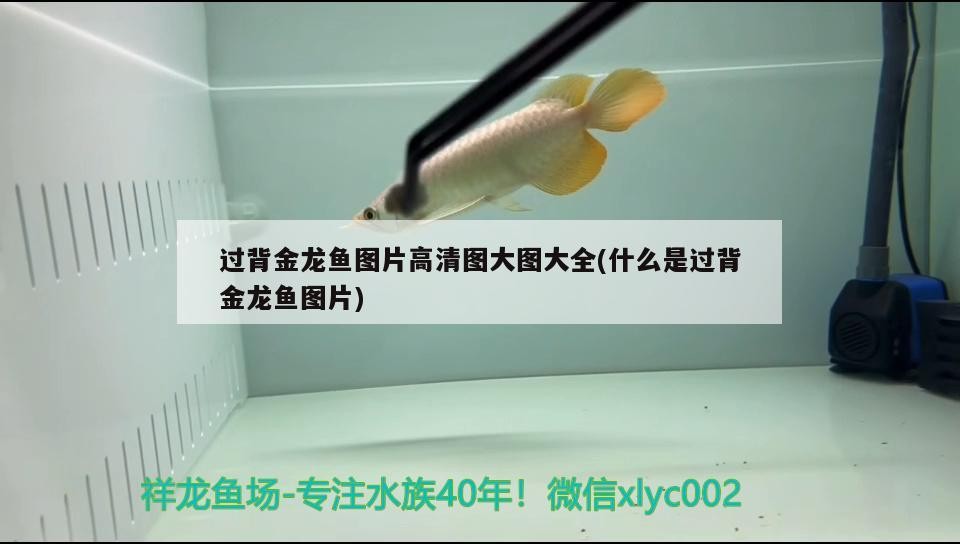 過背金龍魚圖片高清圖大圖大全(什么是過背金龍魚圖片) 過背金龍魚圖片高清圖大圖大全(什么是過背金龍魚圖片) 金龍魚百科
