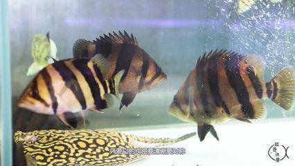 詳細(xì)閱讀:印尼虎怎樣養(yǎng)才會(huì)明:印尼虎怎樣養(yǎng)才會(huì)明亮 印尼虎怎樣養(yǎng)才會(huì)明:印尼虎怎樣養(yǎng)才會(huì)明亮