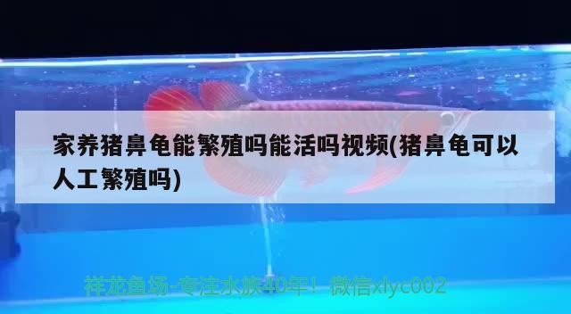 家養豬鼻龜能繁殖嗎能活嗎視頻(豬鼻龜可以人工繁殖嗎)