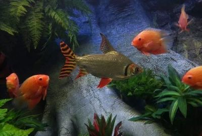 虎魚可以放沉木嗎：虎魚可以放沉木嗎，
