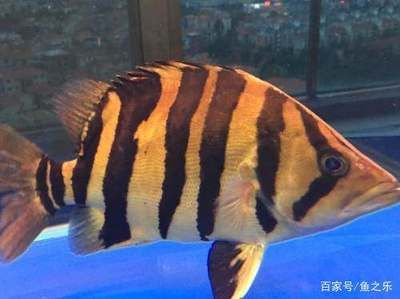 虎魚可以用高錳酸鉀嗎：虎魚可以使用高錳酸鉀嗎