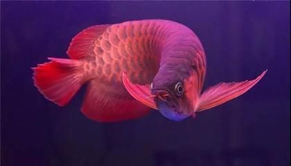 最好的紅龍魚排名第一是誰：紅龍魚市場(chǎng)價(jià)格對(duì)比