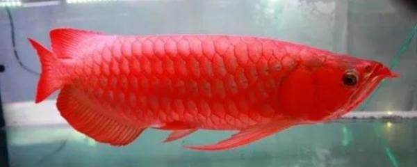 紅龍魚一天喂幾次最好：紅龍魚喂食頻率應根據(jù)其生長階段和生活習性來確定