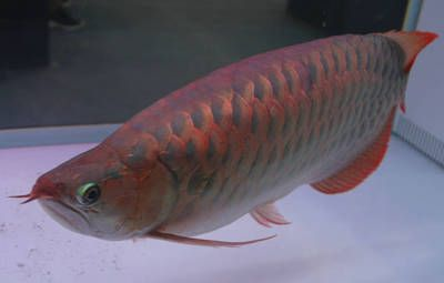 紅龍魚一天喂幾次最好：紅龍魚喂食頻率應根據(jù)其生長階段和生活習性來確定