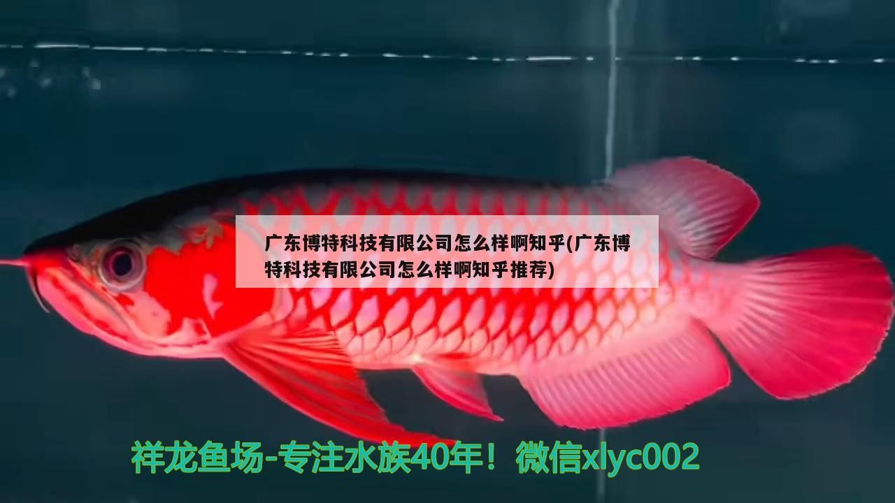 廣東博特科技有限公司怎么樣啊知乎(廣東博特科技有限公司怎么樣啊知乎推薦)