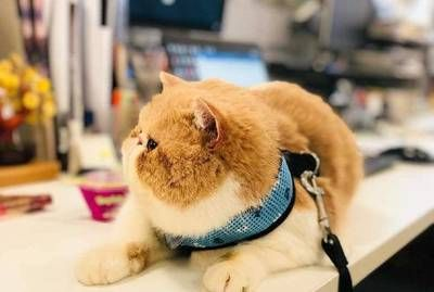 小泰虎怎么快速吃胖的：如何快速吃胖小泰虎犬增重和變得健康以下幾個建議